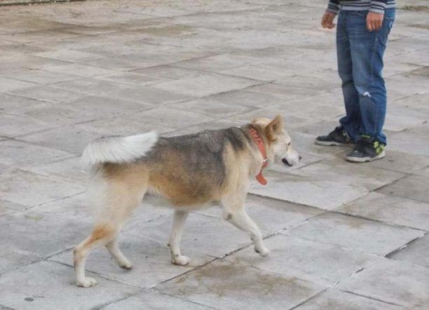 Η πολυαγαπημένη σκυλίτσα των μαθητών του 1ου ΕΠΑ.Λ. Χίου